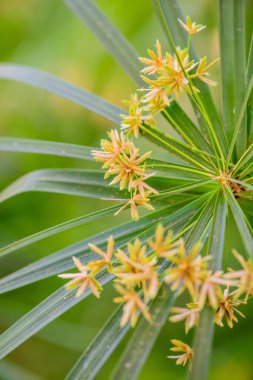 Şemsiye Bitkisi 'nin Doğal Arkaplan Çiçeği