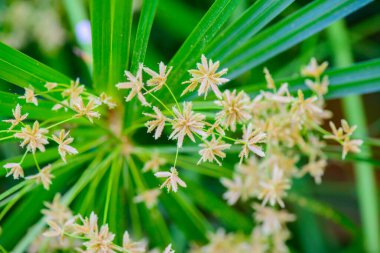 Şemsiye Bitkisi 'nin Doğal Arkaplan Çiçeği