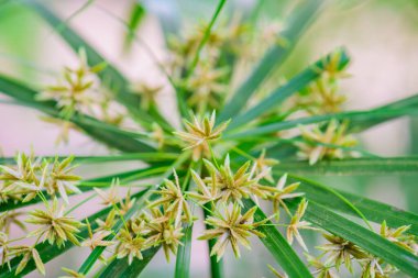 Şemsiye Bitkisi 'nin Doğal Arkaplan Çiçeği