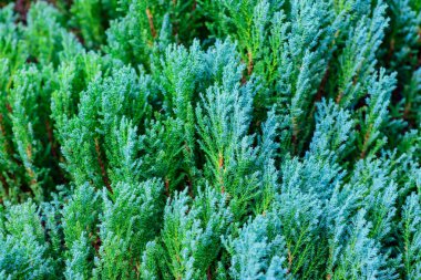 Kozalaklı ağaçlar parka gidiyor, Tayland.