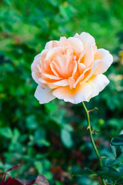 Sadece Joey Rose Chiangmai, Tayland 'da..