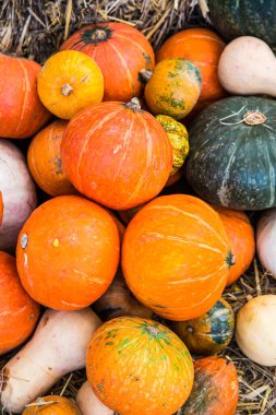 Tayland, Balkabağı Grubu