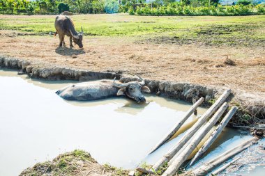 Tayland, Tayland 'da küçük bir kanalda bizon.