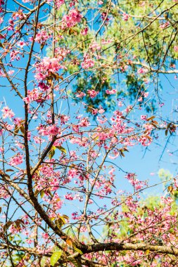 Chiangmai Eyaleti, Tayland 'daki Kiraz Çiçeği Parkı