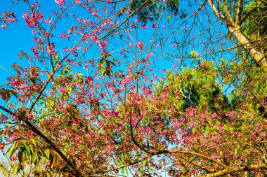 Chiangmai Eyaleti, Tayland 'daki Kiraz Çiçeği Parkı