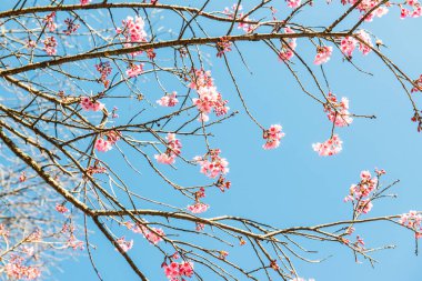 Chiangmai Eyaleti, Tayland 'daki Kiraz Çiçeği Parkı