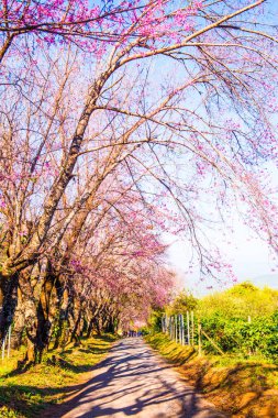 Chiangmai Eyaleti, Tayland 'daki Kiraz Çiçeği Parkı
