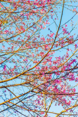 Chiangmai Eyaleti, Tayland 'daki Kiraz Çiçeği Parkı