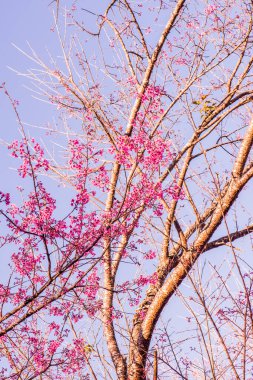 Chiangmai Eyaleti, Tayland 'da Kiraz Çiçekleri