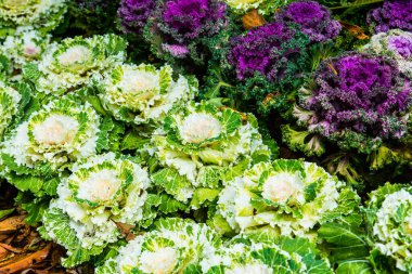 Çiğ taneli beyaz lahanalar, Tayland