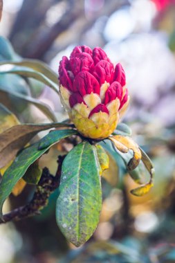Genç Rhododendron arboreum çiçeği Doi Inthanon Ulusal Parkı, Tayland