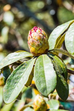 Genç Rhododendron arboreum çiçeği Doi Inthanon Ulusal Parkı, Tayland