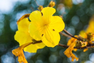 Cüce Altın Trompet çiçek Tayland, Tayland