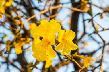 Cüce Altın Trompet çiçek Tayland, Tayland