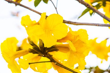 Cüce Altın Trompet çiçek Tayland, Tayland