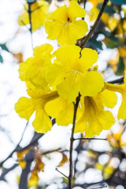 Cüce Altın Trompet çiçek Tayland, Tayland