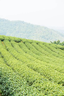Tayland, Tayland 'da çay çiftliği