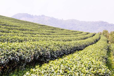 Tayland, Tayland 'da çay çiftliği