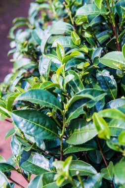 Yeşil çay yapraklarının arka planı, Tayland