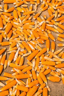 Tayland 'da kurutulmuş mısır.