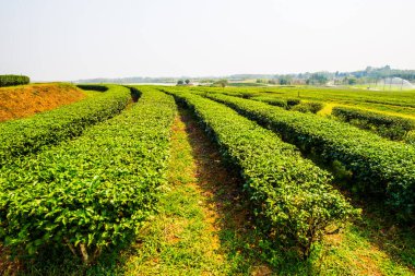 Tayland, Tayland 'da çay çiftliği