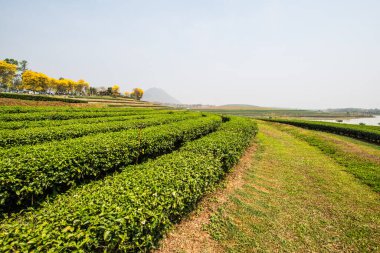 Tayland, Tayland 'da çay çiftliği