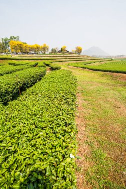 Tayland, Tayland 'da Çay Çiftliği manzarası