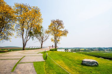 Tayland, Tayland 'da Çay Çiftliği Bakış Alanı