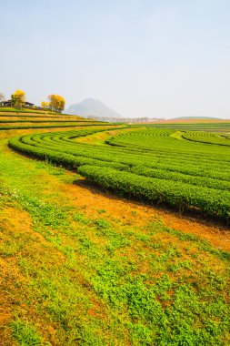 Tayland, Tayland 'da Çay Çiftliği manzarası