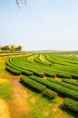 Tayland, Tayland 'da Çay Çiftliği manzarası