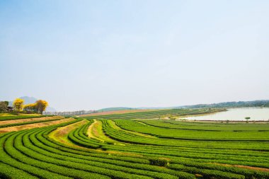 Tayland, Tayland 'da Çay Çiftliği manzarası