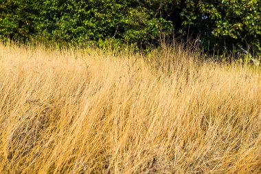 Tayland 'da, dağda kuru çimenler