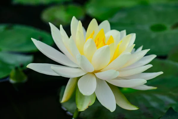 Yellow Lotus Flower in The Pond, Thailand.
