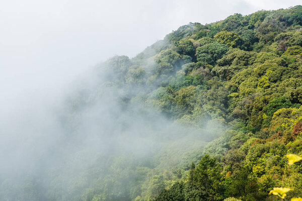 Forest with mist in national park, Thailand