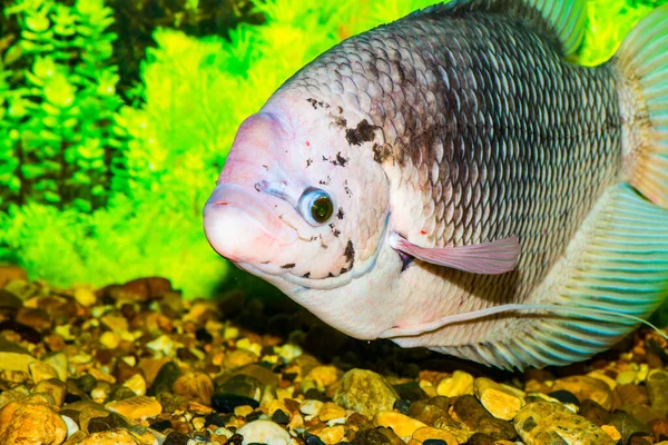 Dev gourami balığı, Tayland