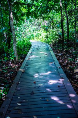 Phu Sang, Tayland 'da doğa yolu..