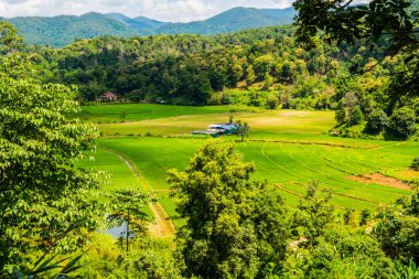 Tayland 'ın Chiangmai eyaletinde tarım manzarası,