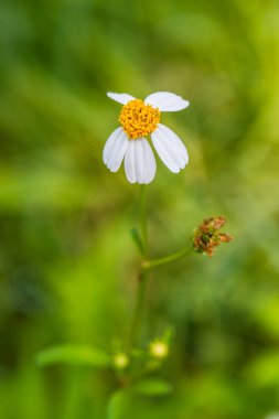 Küçük beyaz çimen çiçeği, Tayland.