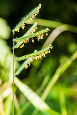 Ulusal Park, Tayland 'da çimen çiçeği.