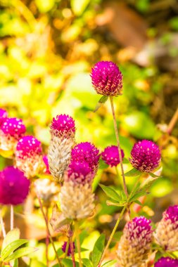 Bahçede, Tayland 'da Yerküre Amaranth çiçeği.