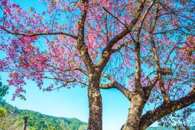 Kiraz ağacı, Tayland..