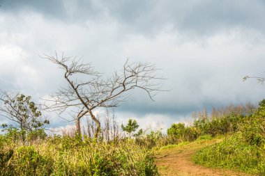 Chiangrai, Tayland 'daki Phu Chi Fa Dağı manzarası.