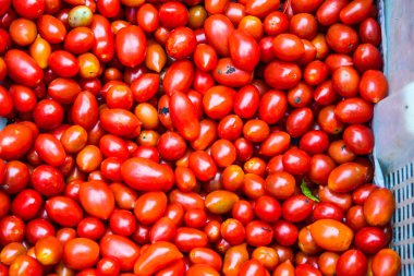 Kırmızı domateslerin arka planı, Tayland.