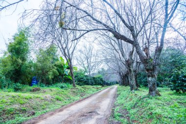 Chiangmai, Tayland 'da kiraz çiçeği parkı..