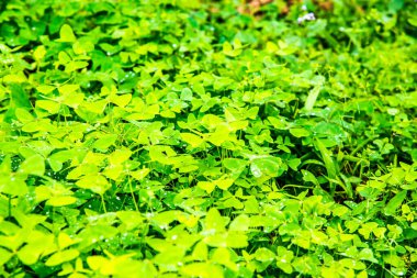 Ormanda yeşil yapraklar, Tayland.