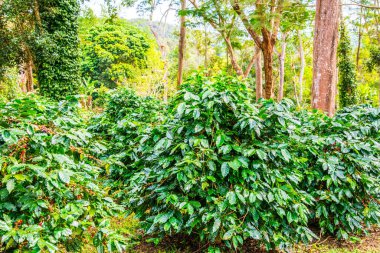 Tayland 'da bir kahve çiftliği..