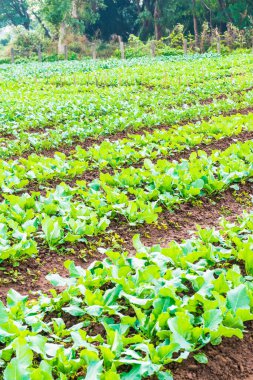 Sebze bahçesinde yeşil Çin lahanası, Tayland.
