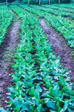 Sebze bahçesinde yeşil Çin lahanası, Tayland.