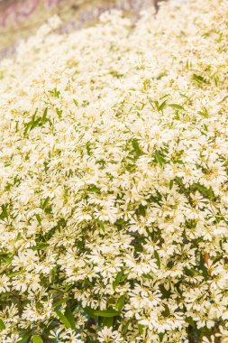 Küçük beyaz çiçeklerin arka planı, Tayland.