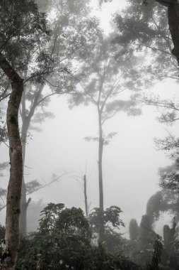 Tayland 'ın Phayao eyaletinde kış mevsiminde sisli bir orman.